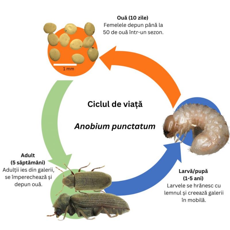 carii de lemn tratament naturist