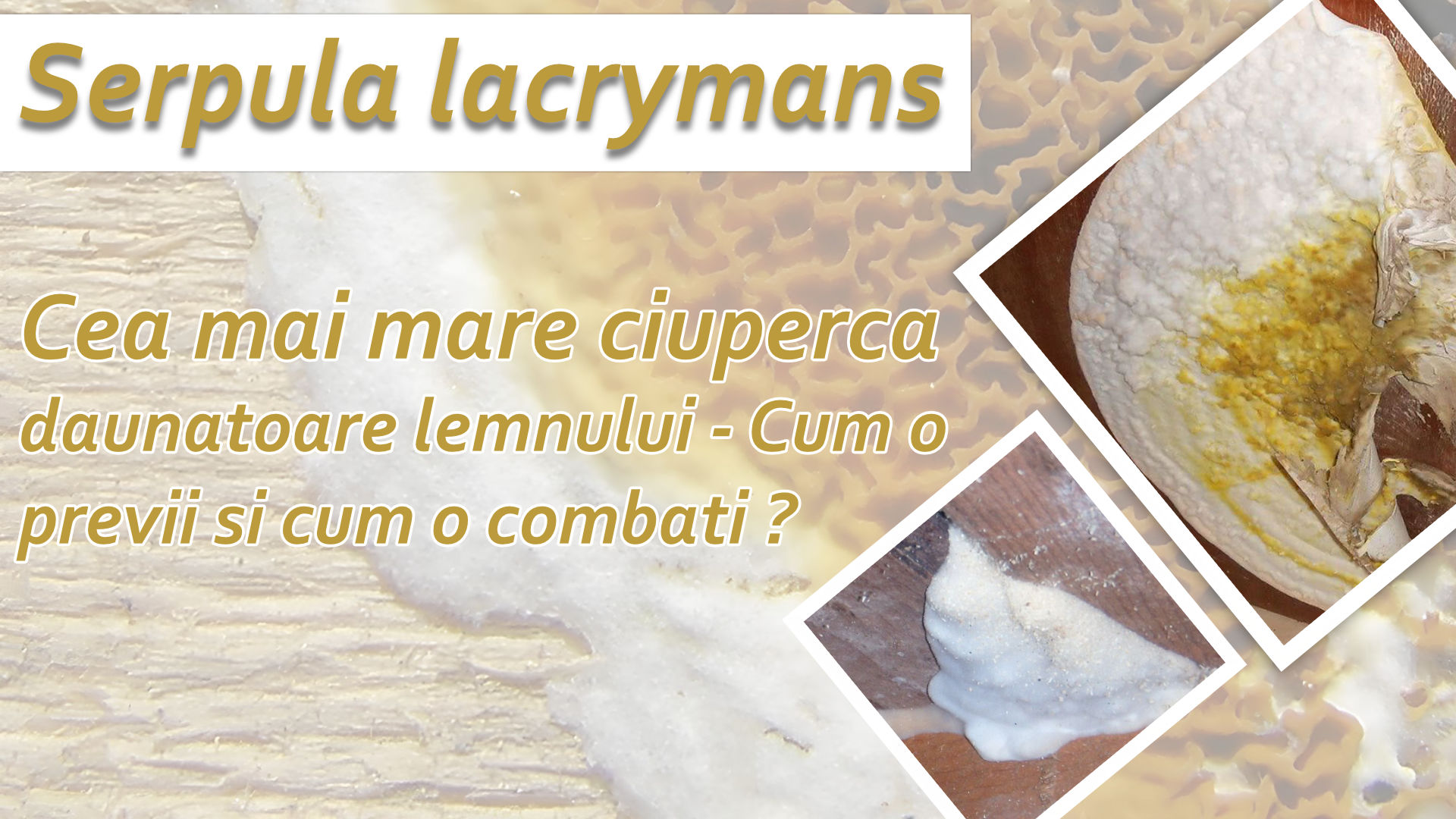 Serpula lacrymans