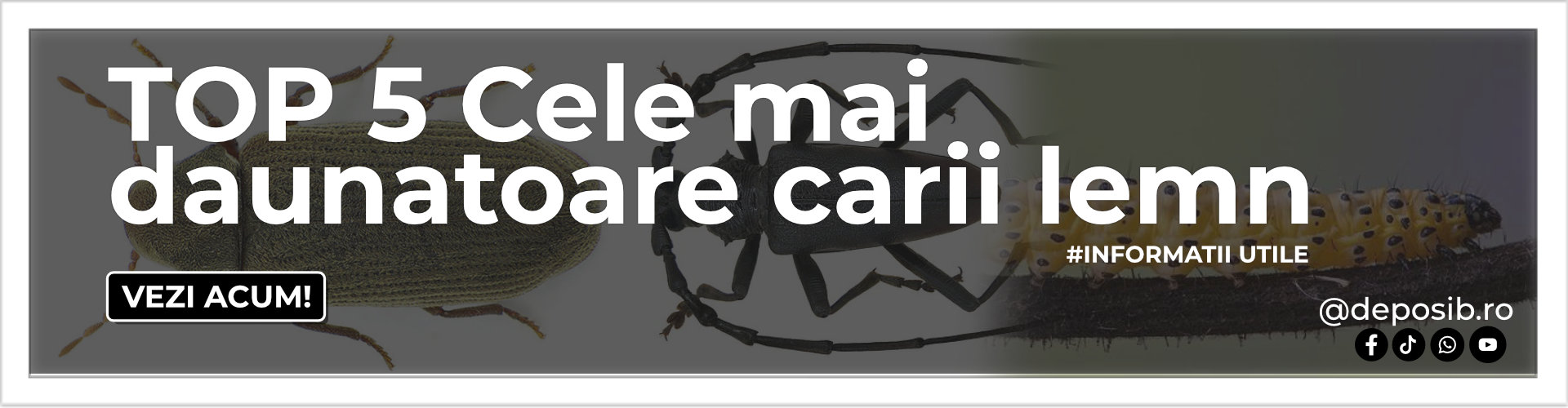 carii lemn
