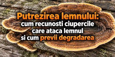 ciuperci lemn