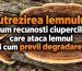 ciuperci lemn